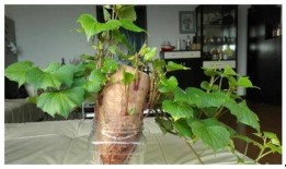 树叶最新爆料视频,独家内幕大公开！